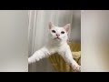 When God sends you a silly cat 🤣 Funniest dogs and cats ever 😹🐶