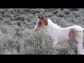 Extremes - 2017 Wild Mustangs of SE Oregon April