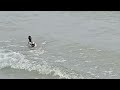 A Duck couple surfing the sea waves in Gdynia, Poland
