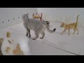 Best Cats Videos 😅😂 Funny Cats Moments 🐱🐈