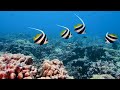 Video 8K ULTRA HD - Paradise Of Marine Animals 🐠 Tropical Fish & Coral Reefs