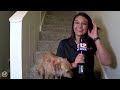 Best Animals Work From Home News Bloopers