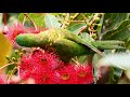 Lorikeet on Gumnut Blossoms