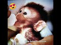 Baby Dalton, newborn macaque monkey 🐵