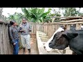 PRODUCING 60 LITRES FROM 3 COWS/HE STARTED WITH 1 ARYSHIRE(ASHA)/DAIRY FARMING IN KENYA.