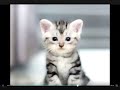 Cute cats 🐱 🥰