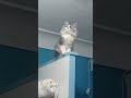 cats like high places