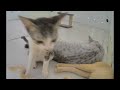 😹 When Cats Are So Silly 😹 I will die laughing ❤️🙀 Best Funny Animal Videos ❤️😍