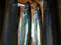 Thunderbay rainbow smelt fishing 2024