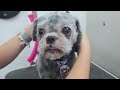 🐶😍❤️ INCREDIABLE MATTED DOG TRANSFORMAITON - DOG GROOMING