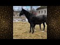 Akhal-Teke horse videos compilation . Try not to watch it to the end