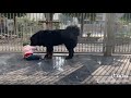 tibetan mastiff big dog love baby part -2