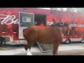 The Scoop News Video Report: Video of the 8 Budweiser Clydesdale Getting Ready For The Parade