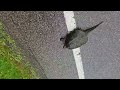 A Turtle gets saved ❤️ while admiring Ohio skys.