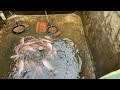 Moving Baboon Tilapia to the Next Pond // Memindahkan Ikan Nila Babon di Kolam Sebelah