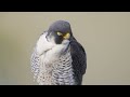 Peregrine Falcon Catches Pigeon - I FINALLY GOT THE SHOT!