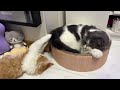 先住猫の尻尾で遊ぶ子猫が可愛すぎたww【vlog】