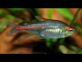 Species Profile # 36: The Glowlight Tetra  (Hemigrammus erythrozonus)