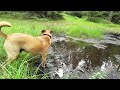 Alone on the Most Underrated Trail in Germany - Solo Hiking 16km in Fischbeker Heide