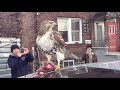 Hawk Eating new York City Rat Part 1