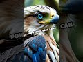 Harpy Eagle vs. Philippine Eagle Showdown
