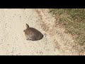 Softshell Turtle at Savannah National Wildlife Refuge