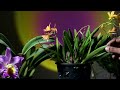 ক্যাটেলিয়া অর্কিডের জাত // Cattleya Orchid Varieties A Visual Journey Through Colors and Fragrance