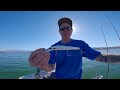 Stripers Everywhere, Boil After Boil - Fishing Lake Mead, Nevada