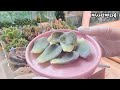 2024.07.18 꽃대, 자구 번식방법, 삐딱한 로제트 균형있게 키우기🌸💕How to grow succulent plants