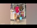 New Funniest Cats And Dogs Videos 😁 Best Of The 2024 Funny Cats Videos