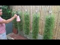 Beautiful DIY vertical hanging garden growing Portulaca (Mossrose) for small spaces