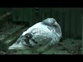 Pigeons (inc tango) Blackbird Fledgelings and Starlings