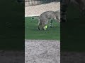 Wild Bobcat Playing with Squeaky Ball