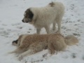 Caucasian Mountain dog and Pyrenean dog fight 2