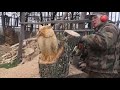 Wooden OWL in 1 HOUR, chainsaw wood carving