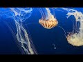 Namibian Jellyfish