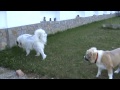 Pyrenean mountain dog and Caucasian mountain dog fight