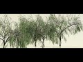 Animated Weeping Willow Tree | Forest Nodes | Timelapse