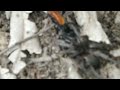 Tarantula Hawk wasp carrying paralysed spider.