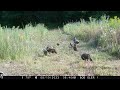 hens poults dirt bath