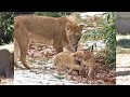 Lion Cubs at National Zoo