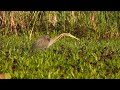 Volavka červená, Purple Heron, Purpurreiher, Рыжая цапля, Czapla purpurowa, Garça-vermelha