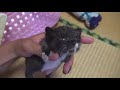 Desperate effort to save the fading kitten, and …