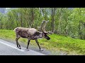 Reindeer in Norway wildlife 4K UHD