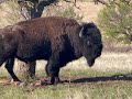 Wichita Mountains buffalo 🦬