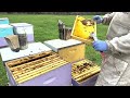 New Overwinter Honey Hole - Finally Pollen & Some Hive Build Up - Spring Splits Begin Gary's VLOG