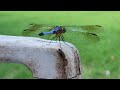 Dragonfly on an old chair