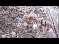 leaves in the snow branches covered with snow snowy forest winter park