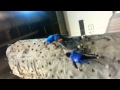 Joe & Dave Wallclimb