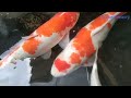 MEMANTAU AIR DAN MESIN AIR DI KOLAM IKAN KOI DOITSU,KOI KOHAKU,KOI HIKARI,KOI KARIMONO